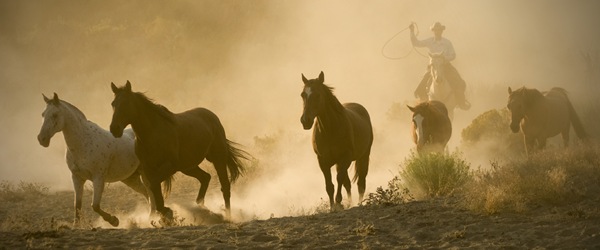 Wild West Mustangs Wild West Mustangs