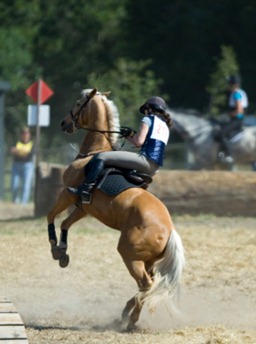 It's an important truth that bears repeating: most problems are not caused by the horse but by the human.