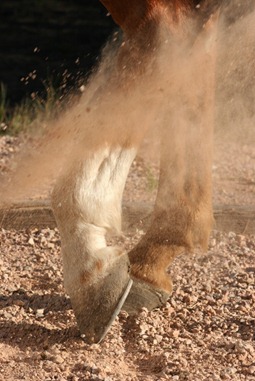 Ultimately, you should be communicating your message to the horse's feet. Ultimately, you should be communicating your message to the horse's feet.