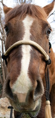Peekaboo - 2008 0328-5