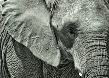 An On Elephant Walkabout An On Elephant Walkabout