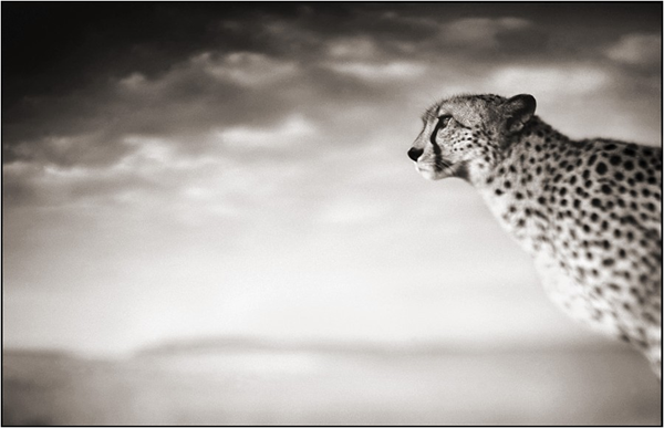 Cheetah Cheetah