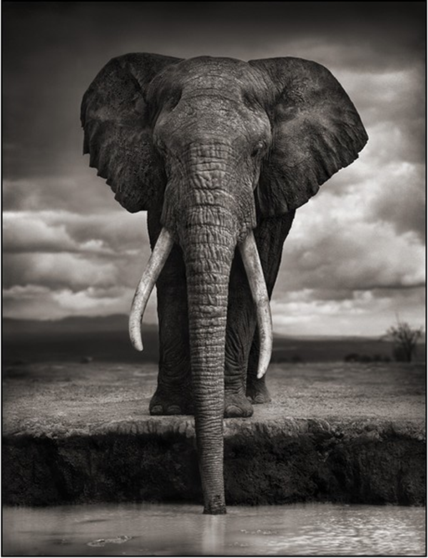 Elephant Elephant