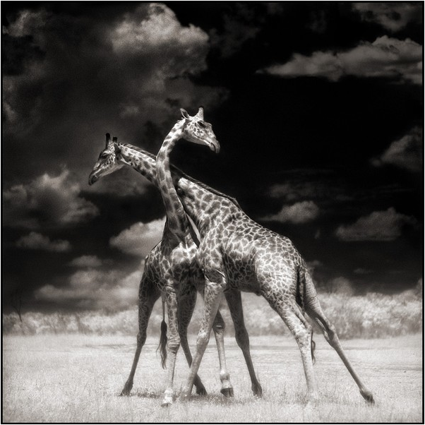 Giraffes at Play Giraffes at Play