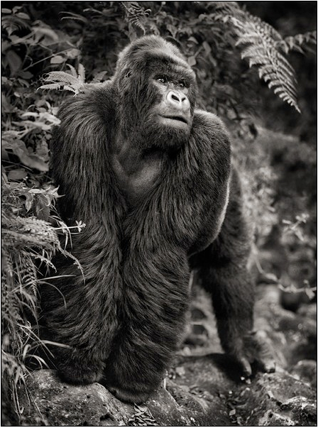 Gorrilla Gorrilla