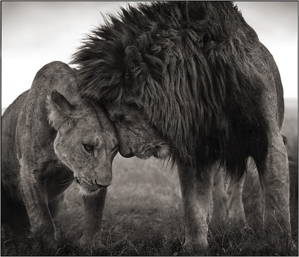 Lion Couple Lion Couple