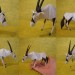 Origami Artist Galen - Bison thumbnail